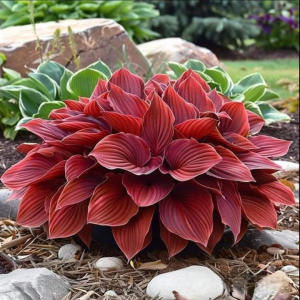 Хоста Рэд Эйнджл купить по цене от 549р. в интернет-магазине «Посадика» с доставкой почтой в в Леснойе и по всей России – [изображение №1].