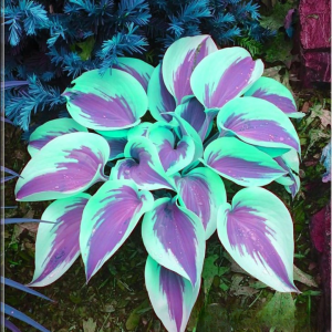 Хоста Висперин Бьюти купить по цене от 379р. в интернет-магазине «Посадика» с доставкой почтой в в Леснойе и по всей России – [изображение №1].