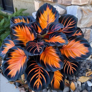 Хоста Сикрет Форест купить по цене от 601р. в интернет-магазине «Посадика» с доставкой почтой в в Леснойе и по всей России – [изображение №1].