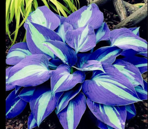 Хоста Аурелия купить по цене от 450р. в интернет-магазине «Посадика» с доставкой почтой в в Леснойе и по всей России – [изображение №1].